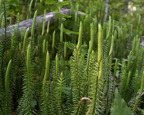 Bristly clubmoss